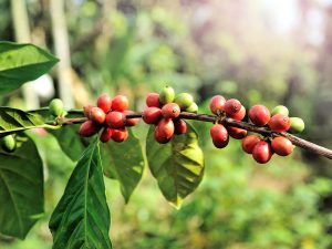 Kaffets väg till caféerna